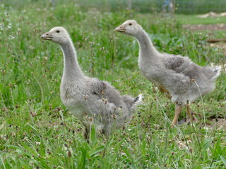goose on the grass