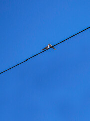 birds on wire