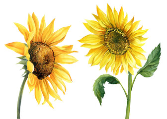 Sunflower on isolated white background, watercolor illustration. Perfect for wedding, invitation, postcard template