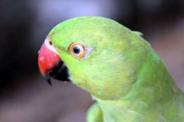 A BEAUTIFUL BIRD PARROT