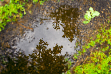 A pool and a reflection of the crown of a tree.