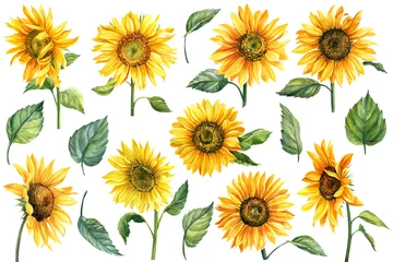 Fototapete Sonnenblumen Sonnenblumen isoliert auf weißem Hintergrund, Aquarell botanische Illustration, Handzeichnung, Blumen und Blätter