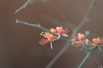 Capparis decidua, known in Hindi as karira or kerda, is a useful plant in its marginal habitat. Its...