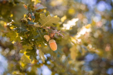 Żołądź jesienią, drzewo dąb z orzechem i miseczką owocową © andsko
