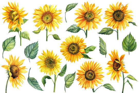 Sunflowers isolated on white background, watercolor botanical illustration, hand drawing, set flowers and leaves