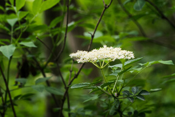 Elderflower on a twig in nature.