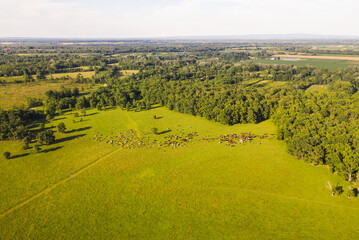 Aerial view rag of horses and cows grazing free at Odransko Polje, Croatia.