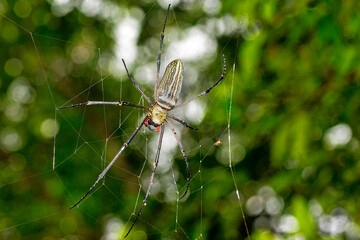 Golden orb-web Spider, Nephilia, Sinharaja National Park Rain Forest, World Heritage Site, UNESCO, Biosphere Reserve, National Wilderness Area, Sri Lanka, Asia