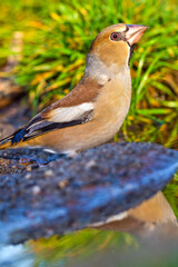 Hawfinch, Coccothraustes coccothraustes, Forest Pond, Mediterranean Forest, Castile and Leon, Spain, Europe