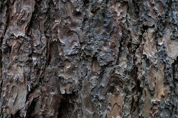 Image of texture of tree wood.