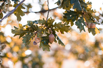 Żołądź jesienią, drzewo dąb z orzechem i miseczką owocową © andsko