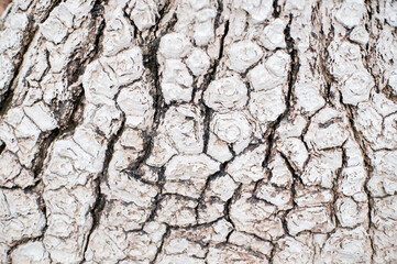 Image of texture of tree wood.
