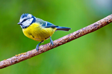 Blue Tit, Parus caeruleus, Mediterranean Forest, Castile and Leon, Spain, Europe