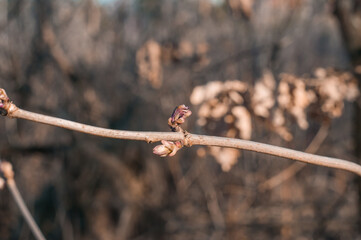 kidney with an unwrapped sheet on a branch in the spring