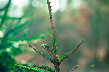 young Christmas tree in early spring on a clear day