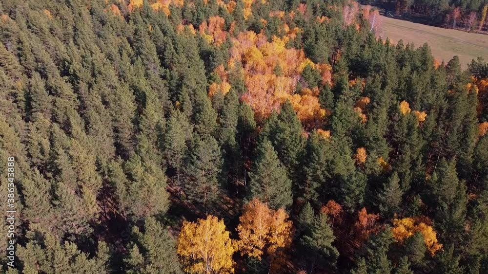 Poster aerial top view of autumn forest with colorful trees. the drone is flying forward