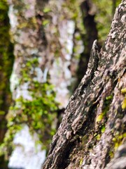 Fototapeta premium moss on tree