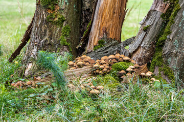 Mushrooms growing on an old tree.
