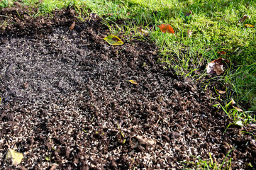 lawn with grass seeds in patch of soil