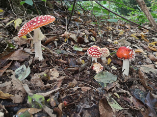 Group of toadstools in the forest