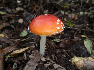Single toadstool in the forest
