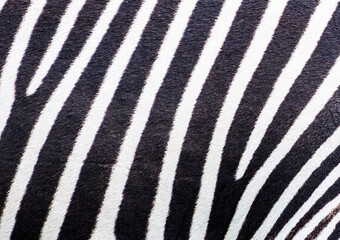 Zebra Stripes
