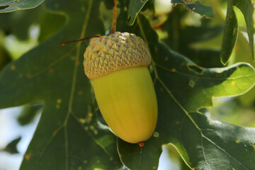 Obraz premium Fresh and young acorn on the tree