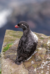 Parakeet Auklet (Aethia psittacula) at St. George Island, Pribilof Islands, Alaska, USA