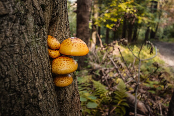 bieszczady, grzyby, jesień © Tomasz