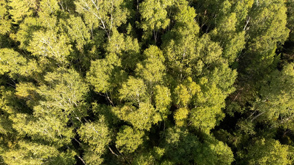 Aerial view from drone of green grove with birch trees.