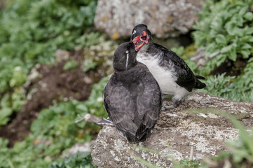 Parakeet Auklet (Aethia psittacula) at St. George Island, Pribilof Islands, Alaska, USA