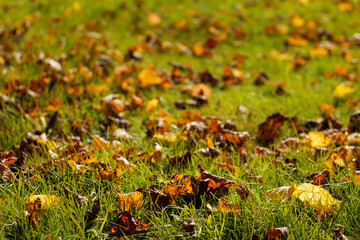 Nature background. Autumn yellow leaves on green grass. Close up. Dry leaves on the lawn.