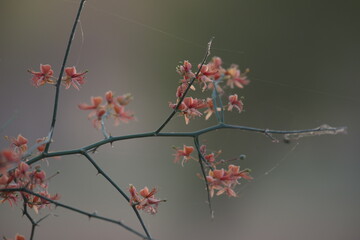 Capparis decidua, known in Hindi as karira or kerda, is a useful plant in its marginal habitat. Its...