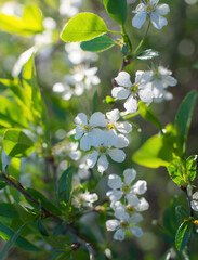 Branch of a tree with white flower