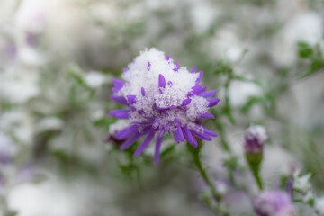 Snow-covered flowers alpine aster.