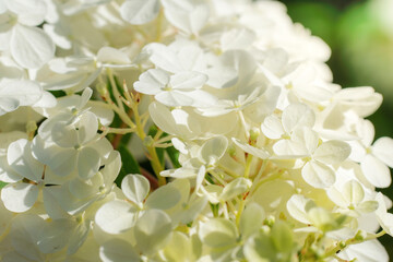 Blooming hydrangea close-up on a sunny day.