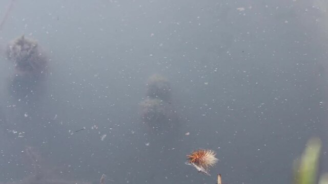 Grasses, algae and plants that move with the water bed and stream.
