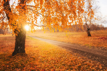 Road in the autumn forest. Birch with yellow autumn leaves at sunset. Beautiful autumn nature