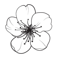 Hand drawn design elements sakura flowers collection. © Kotkoa