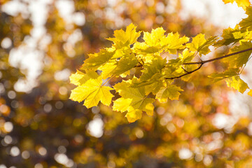 Yellow maple leaves, sunlight, bokeh, space for text