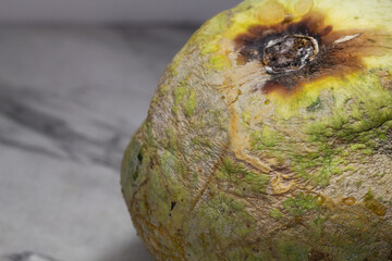 Ugly food. Ugly vegetables. Rotting green pumpkin. Ugly pumpkin. Spoiled food. Close-up.