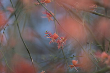 Capparis decidua, known in Hindi as karira or kerda, is a useful plant in its marginal habitat. Its...