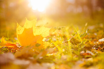 Colorful autumn leaves Beautiful autumn landscape with fallen yellow leaves and sun. Colorful foliage in the park. Falling leaves natural background