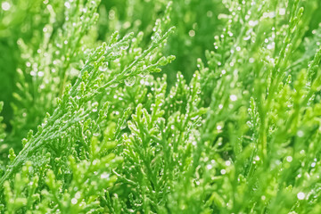 Dew drops sparkling in the sunlight on the green succulent branches of a coniferous bush close-up. high quality retouched photo