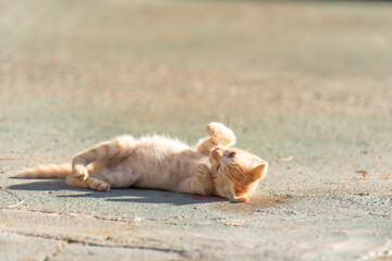ゴローン　可愛い子猫