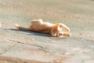 ゴローン　可愛い子猫