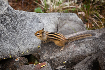 Chipmunk on a stone