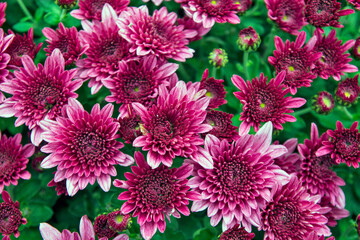 Light pink chrysanthemum flower mix