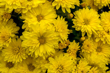 Dark yellow background of chrysanthemum flowers