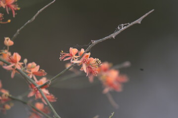 Capparis decidua, known in Hindi as karira or kerda, is a useful plant in its marginal habitat. Its...